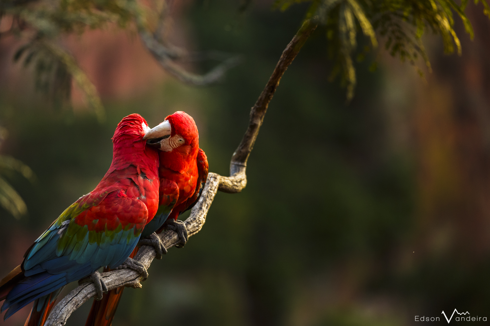 110517_Aves__EV-03837 - cópia